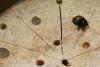 Osmia cornuta